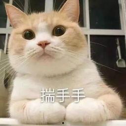 索吻的熊猫表情包,萌动瞬间，传递温馨情感