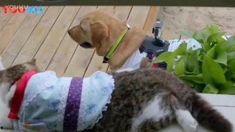 搞笑电影狗,萌宠喜剧大作战